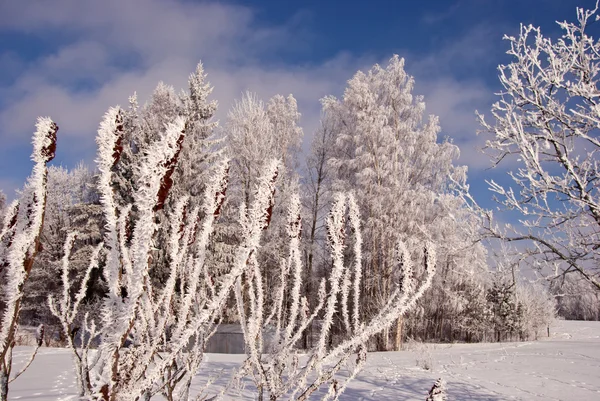 Zimní postříbřenou na stromě — Stock fotografie