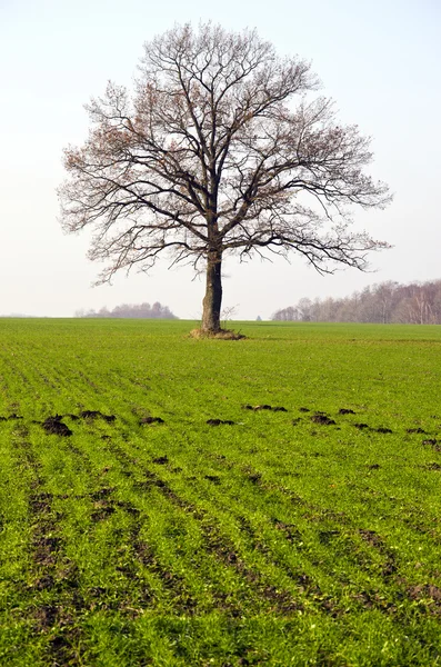 Winter crop field and tree in autumn — Stock Photo, Image