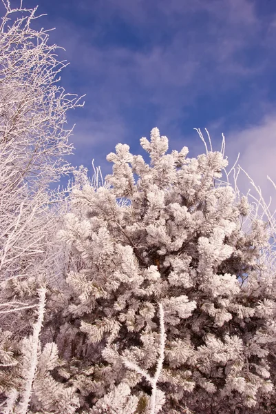 Vintern hoar i skogen — Stockfoto