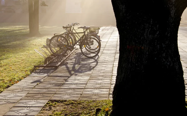 Ochtendnevel in het park en fietsen — Stockfoto