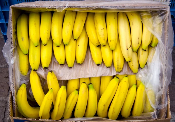 En stam av bananer i rutan — Stockfoto
