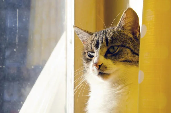 Katze sucht das Fenster — Stockfoto