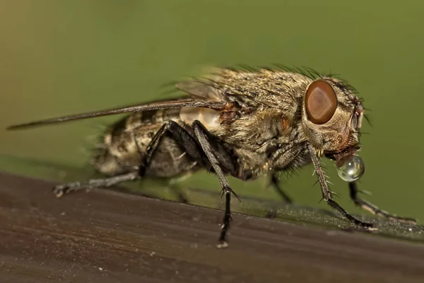 La mosca — Foto de Stock
