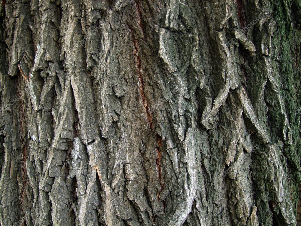 Willow bark — Stock Photo © dfdfig #7566608