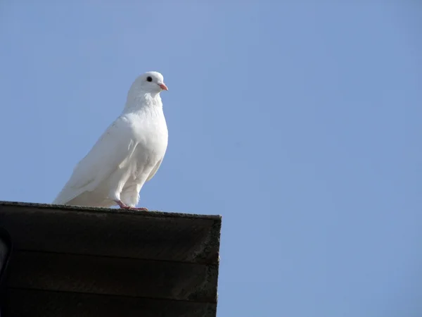 Pigeon, — Stock Photo, Image
