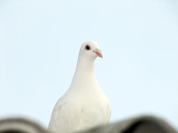 비둘기, — 스톡 사진