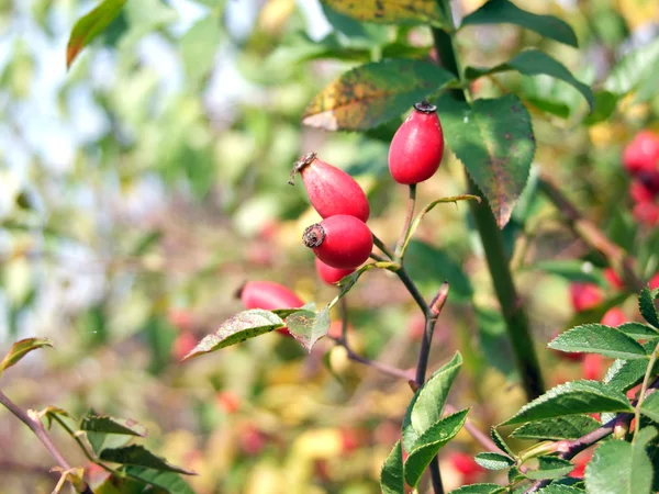 stock image Wild Rose