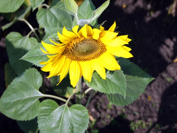 stock image Sunflower