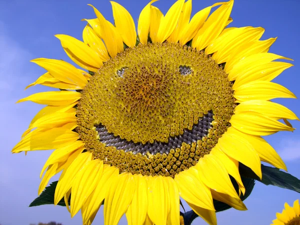 stock image Sunflower