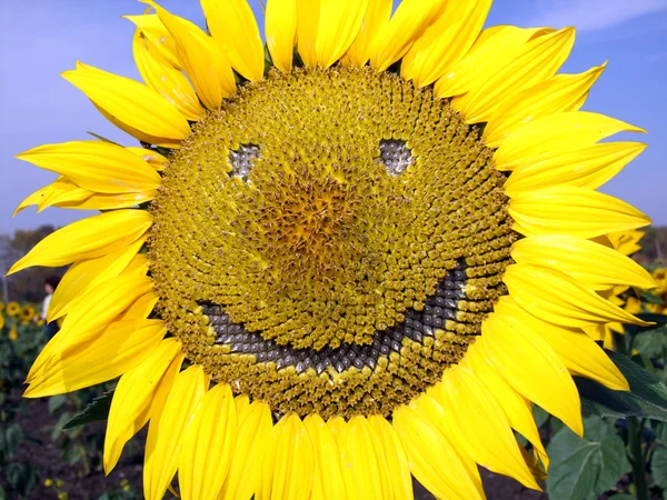 stock image Sunflower