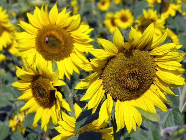 stock image Sunflower