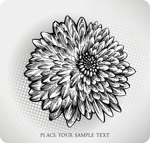 Flor de crisantemo dibujada a mano. Ilustración vectorial — Vector de stock