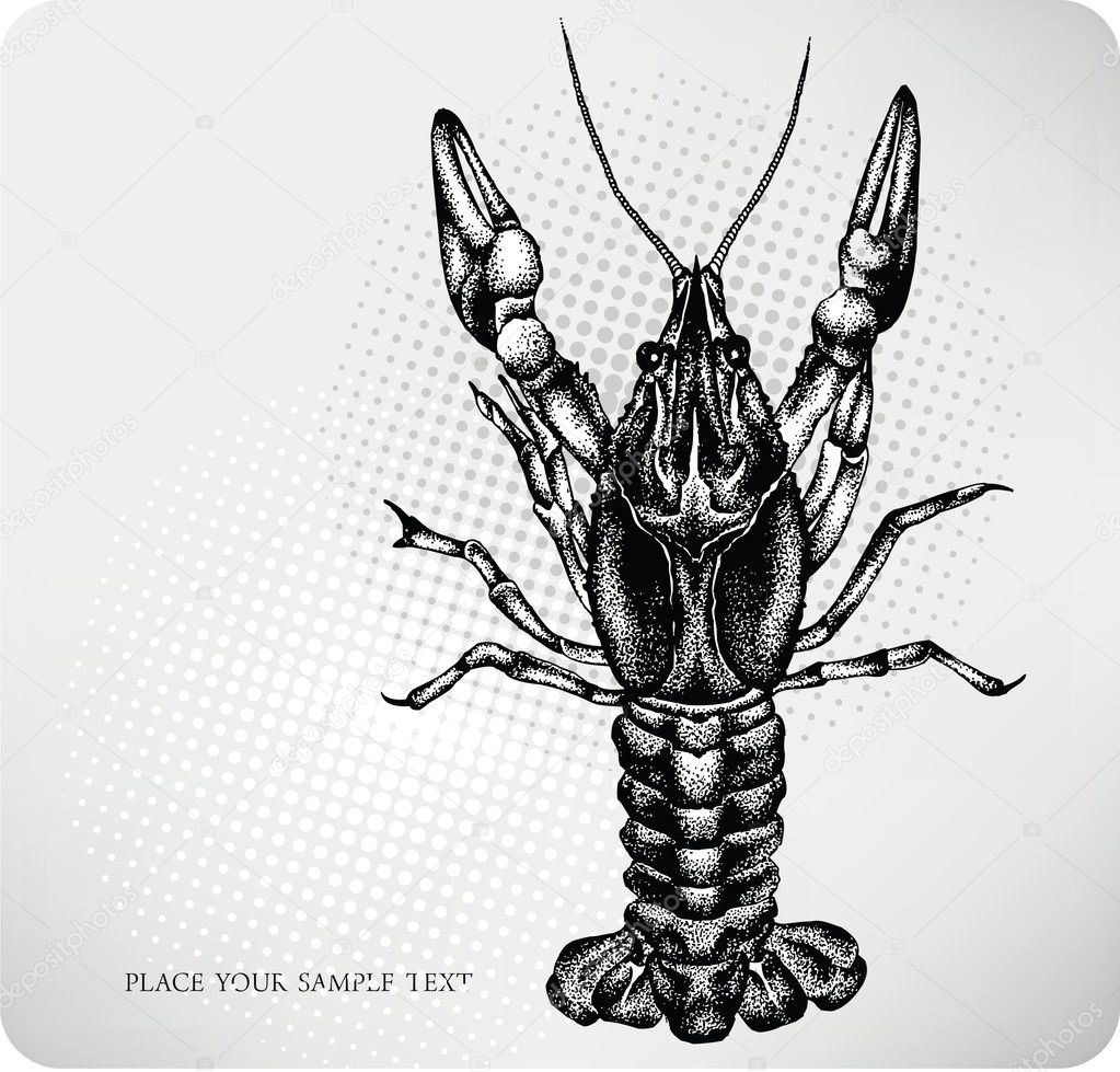 Crayfish hand drawing. Vector illustration
