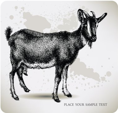 Black goat with horns, hand-drawing. Vector illustration clipart