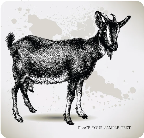 Cabra negra con cuernos, dibujo a mano. Ilustración vectorial — Vector de stock