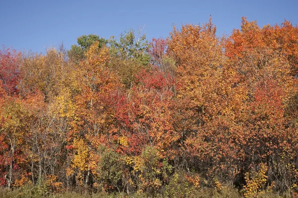 Stock image Fall colors