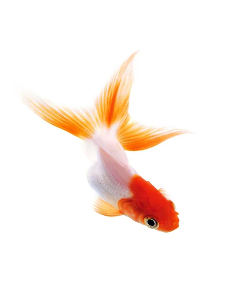Pesce rosso su bianco — Foto Stock