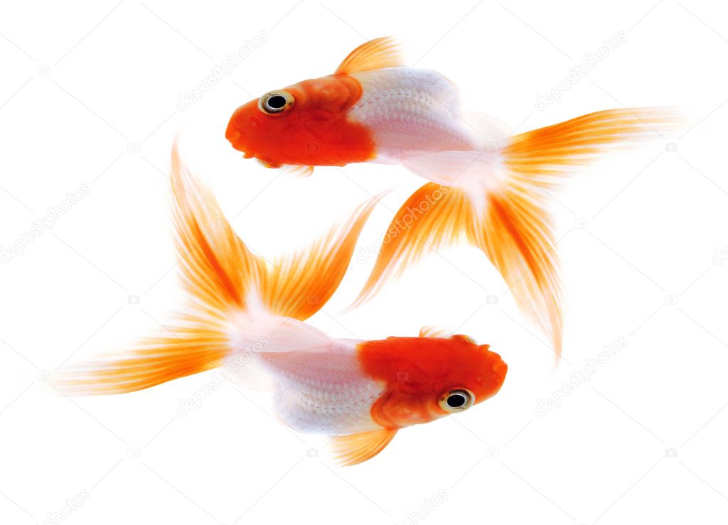 Two Goldfish on white