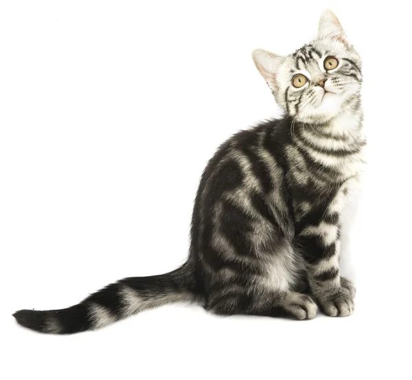 ลูกแมวนั่ง — ภาพถ่ายสต็อก