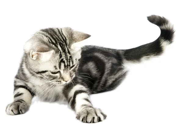 Caccia al gattino — Foto Stock