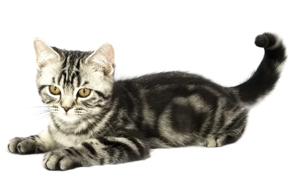 Gattino guardando — Foto Stock