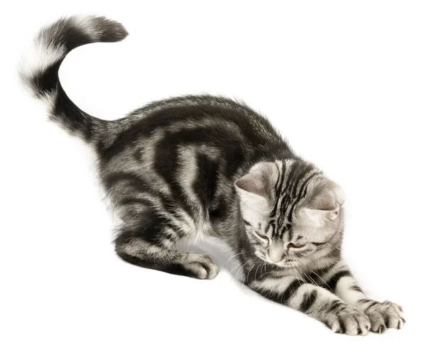 การล่าลูกแมว — ภาพถ่ายสต็อก