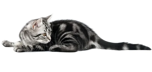横になっている子猫 — ストック写真