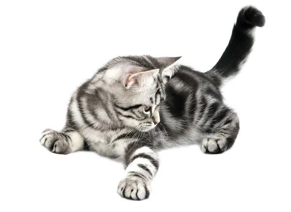 เล่นลูกแมว — ภาพถ่ายสต็อก
