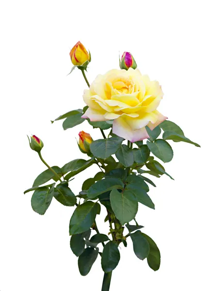 Rosa amarela com botões não abertos em um fundo branco — Fotografia de Stock