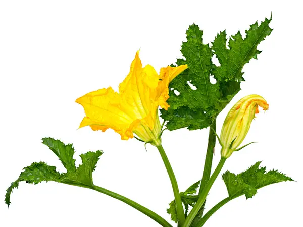 Flower and leaf squash — Stock Photo, Image