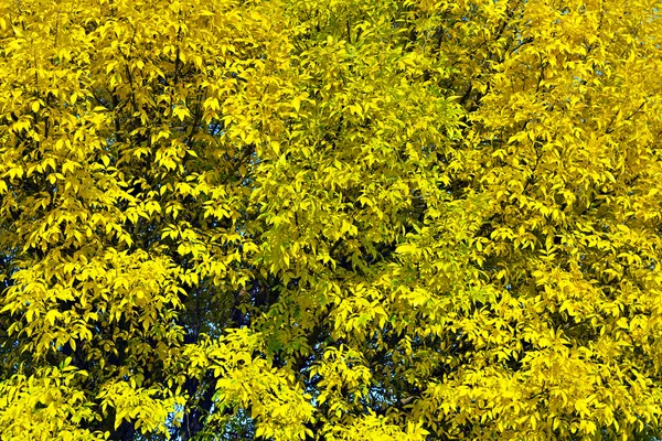 stock image Background of yellow autumn leaves