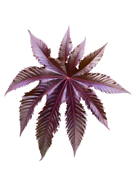 stock image Burgundy leaf of a plant castor