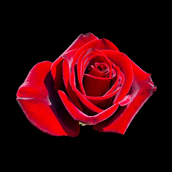 Цветущая бутон красной розы — стоковое фото
