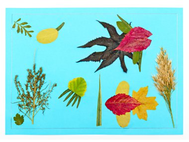 Children's application from autumn leaves clipart