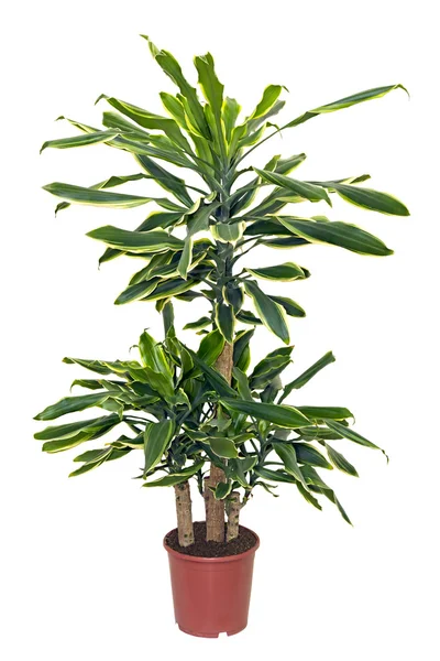 Roślina doniczkowa sansevieriya w garnku brązowy — Zdjęcie stockowe