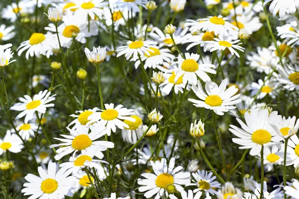Bakgrund av blommande daisies — Stockfoto
