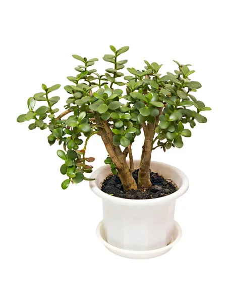 Zimmerpflanze Geldbaum crassula — Stockfoto