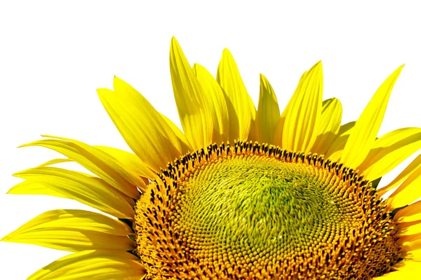 Sunflower on background sky — Stock Photo, Image