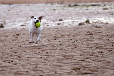 jack Russel tr eylem