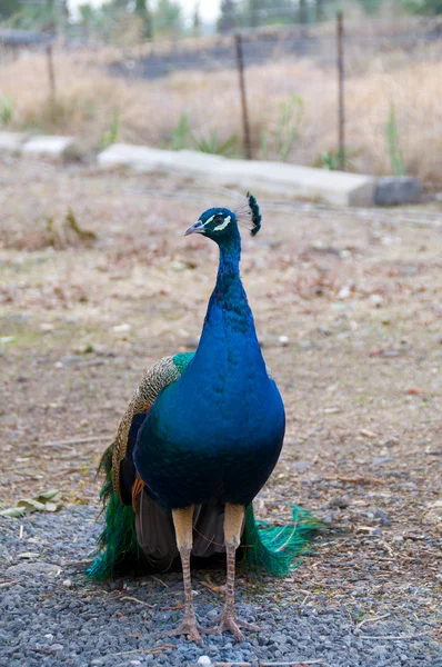 Stock image The Peacock.