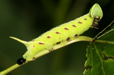 fasulye convolvuli