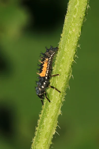 てんとう虫の幼虫 — ストック写真