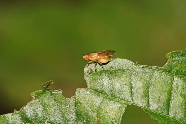 Insekter — Stockfoto