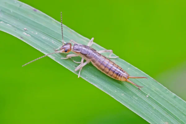 Insects — Stock Photo, Image