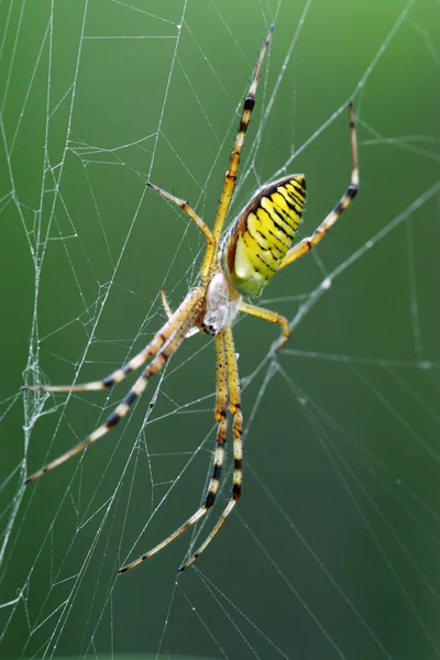 Pavouk — Stock fotografie