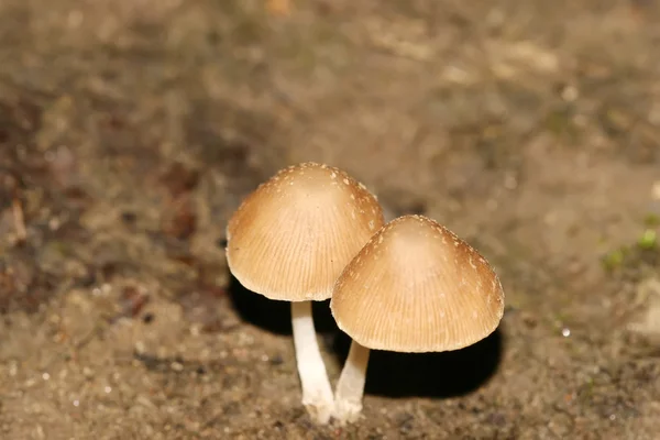 野生真菌 — 图库照片