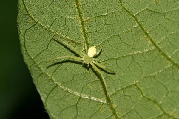 Yengeç örümceği — Stok fotoğraf