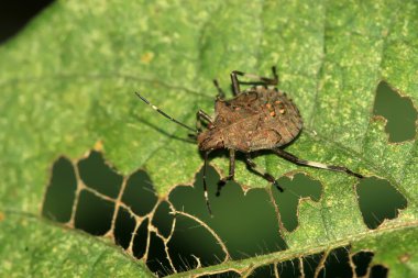 Stinkbug clipart