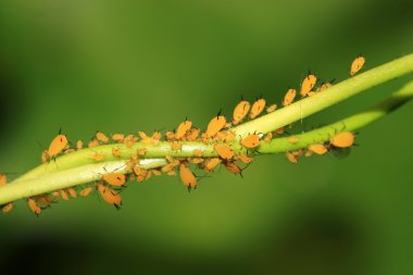 Closeup of Aphid clipart