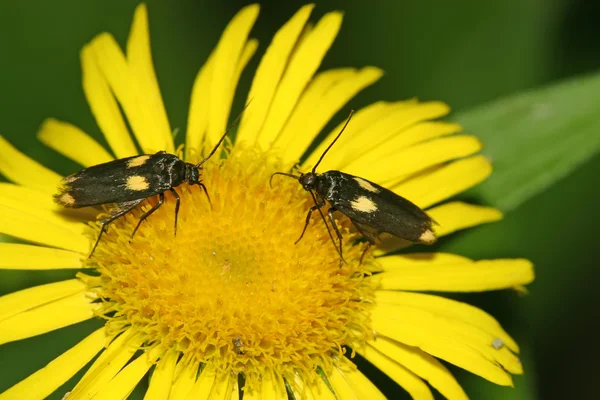 Moths in a yellow flower — Stock Photo, Image